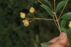 Loài thực vật Sầm cuống dài, một trong ba loài mới phát hiện tại Vườn Quốc gia Núi Chúa, xã Vĩnh Hải, huyện Ninh Hải, tỉnh Ninh Thuận. (Ảnh: Do Vườn Quốc gia Núi Chúa cung cấp)