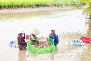 Trồng lúa kết hợp nuôi tôm càng xanh, mô hình sản xuất nông nghiệp sạch, thân thiện với môi trường của huyện Châu Thành, tỉnh Trà Vinh.