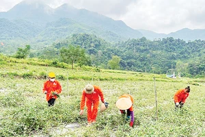 Người dân thôn Nà Săm, xã Thượng Giáo (huyện Ba Bể) chăm sóc cây cà gai leo do Chương trình mục tiêu quốc gia về phát triển kinh tế-xã hội vùng đồng bào dân tộc thiểu số và miền núi hỗ trợ.