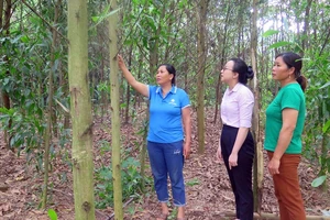 Gia đình bà Nông Thị Hằng, thôn Phục Hưng, xã Lương Thiện được vay 100 triệu đồng từ Phòng giao dịch Ngân hàng Chính sách xã hội huyện Sơn Dương để trồng keo.