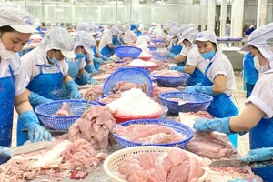 Brazil duy trì là thị trường đơn lẻ tiêu thụ mạnh các sản phẩm cá tra đến từ Việt Nam, nhất là sản phẩm cá tra phi-lê đông lạnh.
