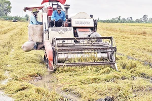 Đất sình lầy, lúa ngã đổ khiến cho tiến độ thu hoạch lúa ở xã Hậu Mỹ Bắc A, huyện Cái Bè, tỉnh Tiền Giang bị chậm.