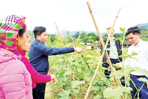 Mô hình trồng dưa liên kết tại huyện Bắc Mê mang lại hiệu quả kinh tế cao.