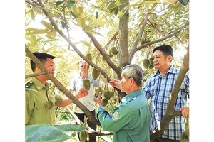 Đoàn cán bộ Ban Quản lý rừng phòng hộ Krông Pha tham quan mô hình trồng sầu riêng dưới tán cây điều tại xã Lâm Sơn, huyện Ninh Sơn (Ninh Thuận).