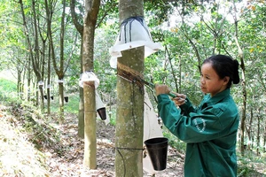 Thu hoạch mủ cao su. Ảnh: TTXVN