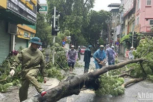 Người dân khắc phục hậu quả sau trận mưa lớn khiến cây cối trên đường phố bị gãy đổ.