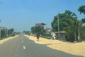 Nông dân Thanh Hóa phơi thóc trên quốc lộ.
