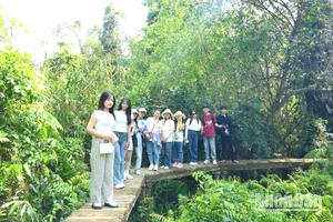 Du khách trẻ tham quan, trải nghiệm dưới tán rừng tràm xanh mướt tại Xẻo Quít, khu “căn cứ lòng dân”. (Ảnh: HỮU NGHĨA)