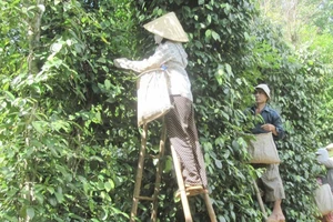 Thu hoạch tiêu hữu cơ phục vụ xuất khẩu ở huyện Vĩnh Linh.