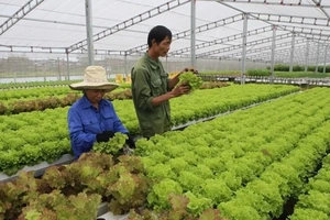 Trồng rau sạch. (Nguồn: TTXVN)