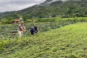 Mưa lớn kèm dông khiến nhiều diện tích lúa và ngô của người dân tại huyện Lâm Bình, tỉnh Tuyên Quang bị gẫy đổ.