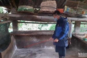 Hộ chăn nuôi ở thành phố Cao Bằng phun thuốc tiêu độc, khử trùng chuồng trại sau khi gia súc bị thiệt hại do dịch tả lợn châu Phi. 