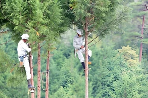 Cắt tỉa cành tuyết tùng đỏ tại đồn điền Kitayama (Nhật Bản).