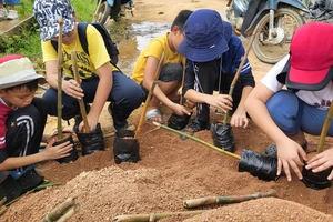 Một nhóm học sinh từ Hà Nội đang tập trồng tre trong bầu đất theo sự hướng dẫn của cán bộ Trung tâm Khoa học lâm nghiệp vùng trung tâm Bắc Bộ, trong một chuyến điền dã tìm hiểu về tre.