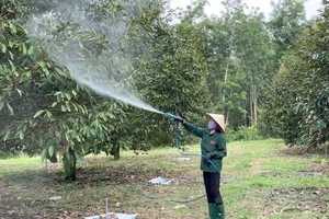 Nông dân trồng sầu riêng tại tỉnh Kon Tum đang phun chế phẩm Bamebe cho cây.