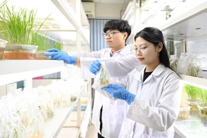 Nghiên cứu sinh Viện Di truyền Nông nghiệp kiểm tra mẫu giống cây trồng. (Ảnh: QUANG PHONG) 