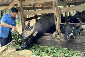 Được chính quyền hỗ trợ trâu bò để sản xuất, thu nhập gia đình anh Lý Văn Nó (xã Thượng Thôn, huyện Hà Quảng, tỉnh Cao Bằng) từng bước được cải thiện. (Ảnh HÀ NHÂN)