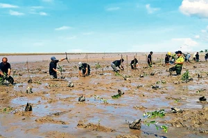 Có hơn 105 ha rừng ngập mặn được trồng và cải tạo mới tại Sóc Trăng.