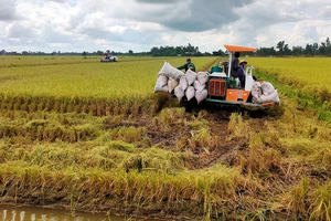 Thu hoạch lúa tại xã Trường Xuân, huyện Tháp Mười, tỉnh Ðồng Tháp. (Ảnh Hữu Nghĩa)