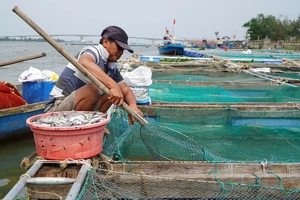 Người nuôi cá lồng bè ở hạ du sông Thu Bồn thiệt hại nặng vì cá chết hàng loạt.