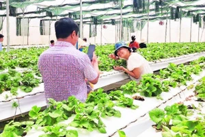 Khoa học và công nghệ đã giúp sản phẩm nông nghiệp Đắk Nông nâng tầm trên thị trường trong nước và quốc tế.