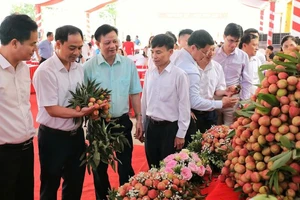 Các đại biểu tham quan gian trưng bày vải thiều sớm Tân Yên. 
