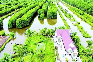 Vuông nuôi thủy sản ở vùng sông nước Cà Mau có nhiều cây rừng, thích hợp cho nhiều loài tôm, cua, cá… phát triển. 