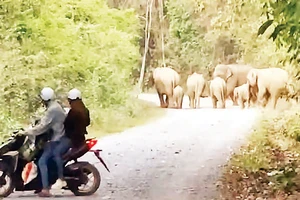 Hơn một tháng trở lại đây, đàn voi rừng bảy con thường xuyên ra gần khu dân cư tại ấp 3, xã Mã Đà, huyện Vĩnh Cửu.