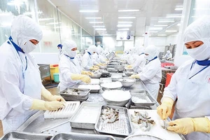 Chế biến thủy sản xuất khẩu ở Công ty cổ phần Thủy sản Cafatex (Hậu Giang). (Ảnh: TRẦN QUỐC)