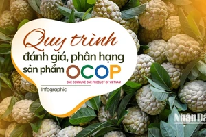 [Infographic] Quy trình đánh giá, phân hạng sản phẩm OCOP 