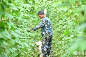 Nông dân Hợp tác xã nông nghiệp tổng hợp Noong Luống, xã Noong Luống, huyện Điện Biên, tỉnh Điện Biên. (Ảnh NGUYÊN-DŨNG)