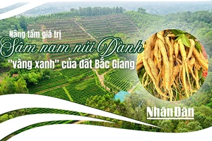 Nâng tầm giá trị sâm nam núi Dành - "vàng xanh" của đất Bắc Giang