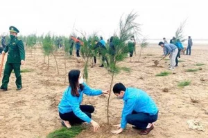 Ảnh minh hoạ: Trồng cây phi lao tại huyện ven biển Kim Sơn.