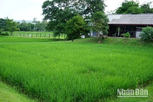 Một cánh đồng lúa ở tỉnh Sakon Nakhon, Thái Lan. 