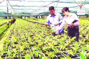 Cán bộ Trạm Khuyến nông huyện Củ Chi kiểm tra, đánh giá tốc độ sinh trưởng cây lan tại mô hình trồng lan của anh Nguyễn Hoàng Em. (Ảnh THẾ ANH)