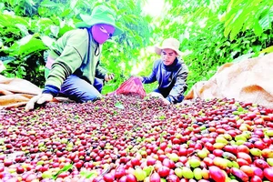 Phần lớn diện tích cà-phê xuất khẩu của tỉnh Gia Lai nằm ở "vùng an toàn" so với quy định của EU.