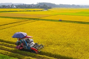 Đề án 1 triệu ha lúa chất lượng cao, phát thải thấp ở Đồng bằng sông Cửu Long bước đầu cho kết quả rất tích cực. Ảnh | Kim Nhã