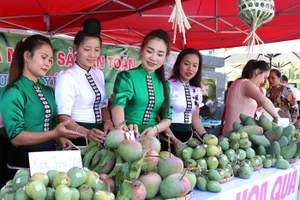 Chủ trương phát triển nông nghiệp đúng đắn, tư duy đột phá, Sơn La đã trở thành trung tâm sản xuất, chế biến rau quả lớn nhất vùng Tây Bắc. (Ảnh QUỲNH NGA)