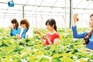 Du khách trải nghiệm vườn dâu tây công nghệ cao tại thành phố Đà Lạt, tỉnh Lâm Đồng.