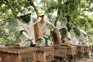 Mật ong Honeco: Thảo thơm sản phẩm OCOP từ núi rừng mờ sương