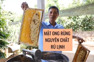 [Video] Mật ong Rú Lịnh: Nuôi ong lấy mật cũng lắm công phu