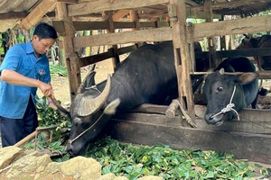 Ảnh minh họa: Được chính quyền hỗ trợ trâu bò để sản xuất, thu nhập gia đình anh Lý Văn Nó (xã Thượng Thôn, huyện Hà Quảng, tỉnh Cao Bằng) từng bước được cải thiện. (Ảnh: HÀ NHÂN)