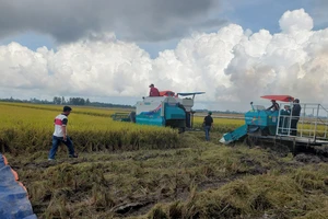 Bứt phá phát triển, bảo đảm vững chắc an ninh lương thực quốc gia 