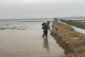 Nông dân huyện Vụ Bản (Nam Định) làm đất gieo cấy lúa đông xuân 2024-2025.