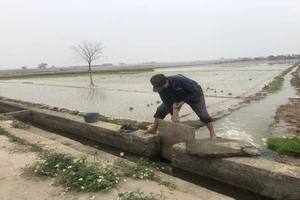 Nông dân huyện Bình Giang, tỉnh Hải Dương lấy nước gieo cấy lúa đông xuân.