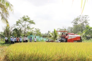 Mô hình thí điểm canh tác lúa phát thải thấp ở Hợp tác xã Nông nghiệp Phước Hảo, tỉnh Trà Vinh.