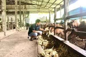 Chăn nuôi gia súc tại Hợp tác xã Nông nghiệp Công nghệ cao Tiến Thành, huyện Yên Sơn (Tuyên Quang).