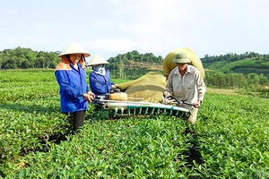 Nông dân huyện Anh Sơn liên kết sản xuất chè nguyên liệu.