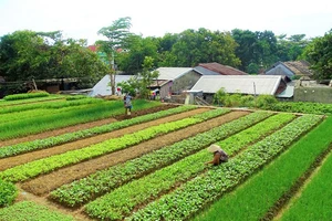 Làng rau Trà Quế.