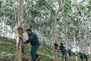 Công nhân Công ty cổ phần cao-su Điện Biên nỗ lực làm việc, góp phần quan trọng quyết định kết quả sản xuất, kinh doanh của công ty.